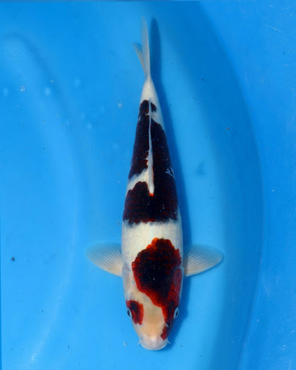 Budo Goromo