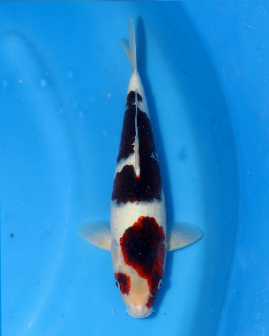 Budo Goromo