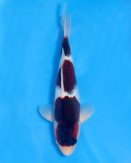 Budo Goromo