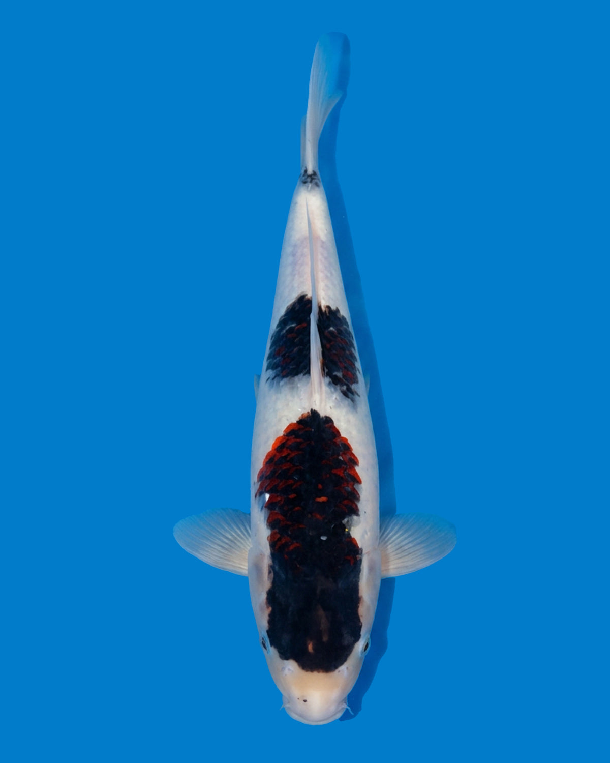 Budo Goromo