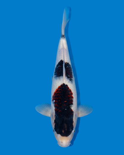 Budo Goromo