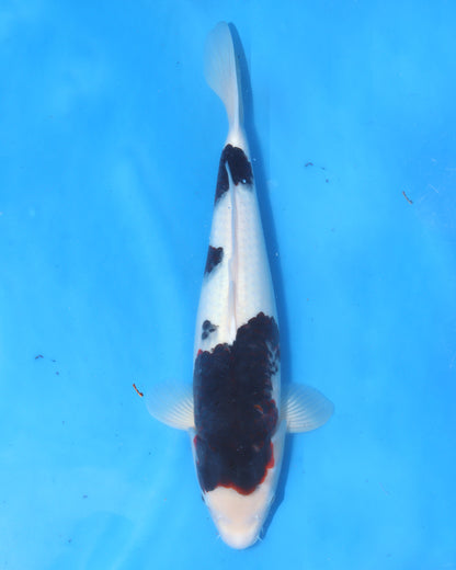 Budo Goromo