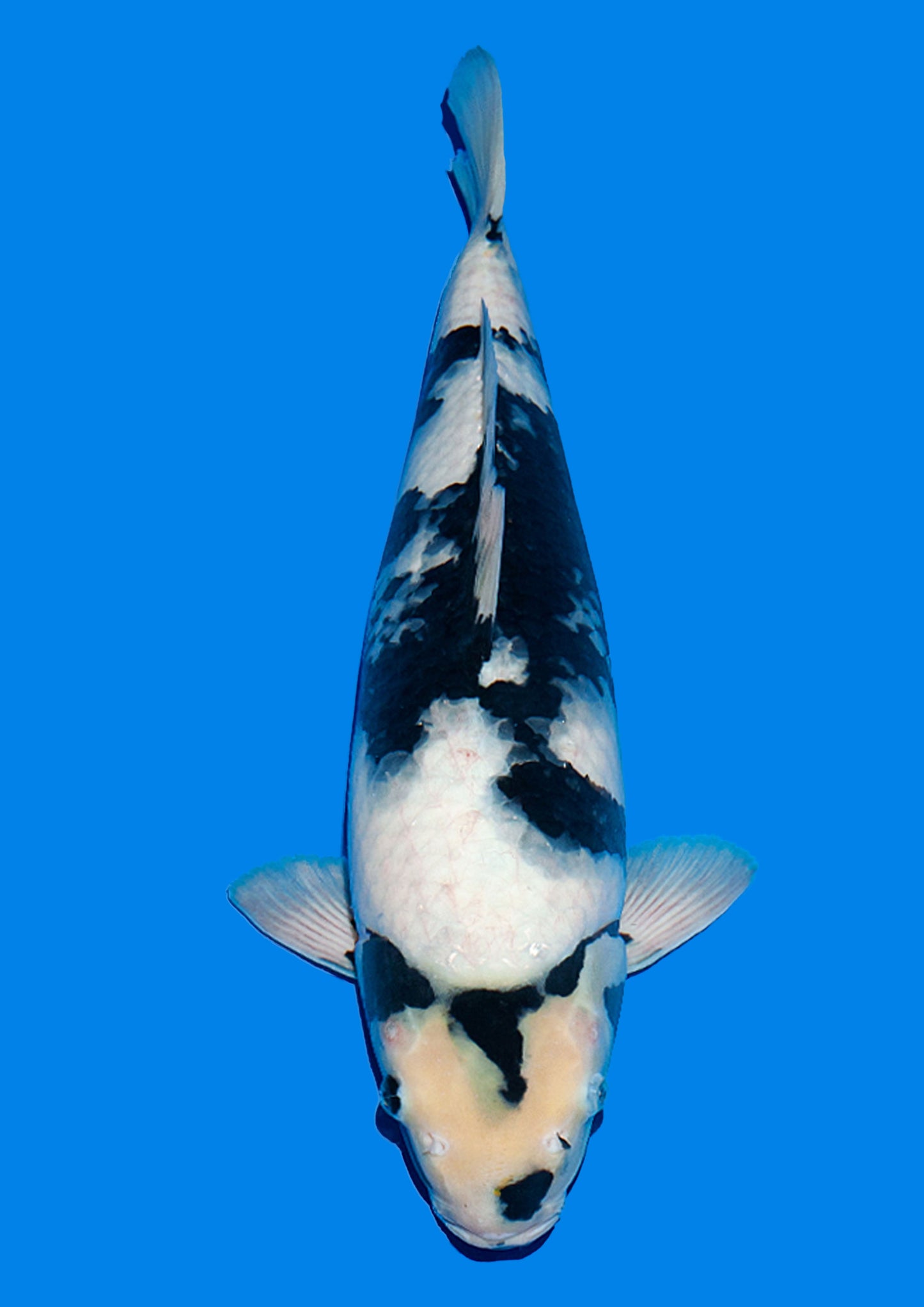 Shiro Utsuri