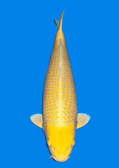 Yamabuki