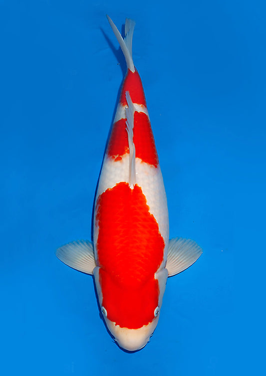 Kohaku