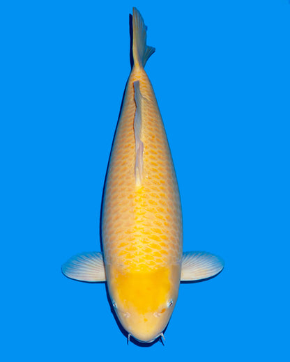 Karashigoi