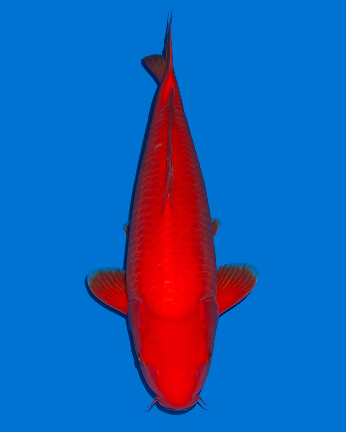Benigoi