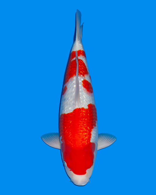 Ginrin Kohaku