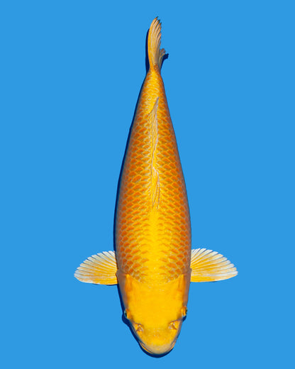 Yamabuki