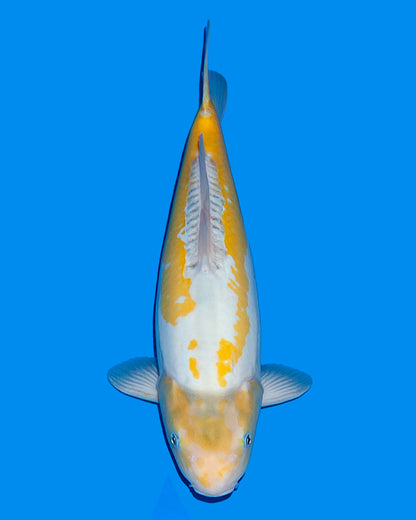 Ayawakaba