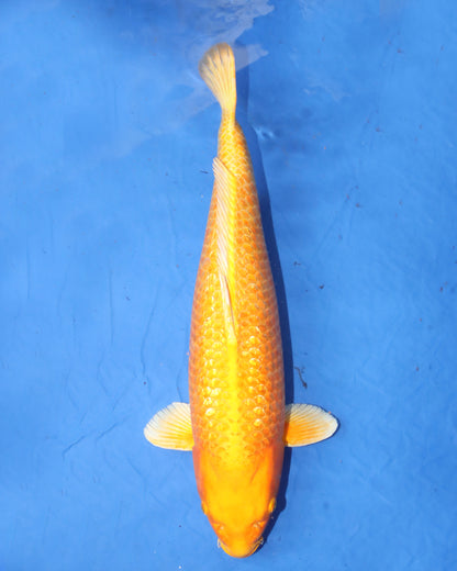 Yamabuki Ogon