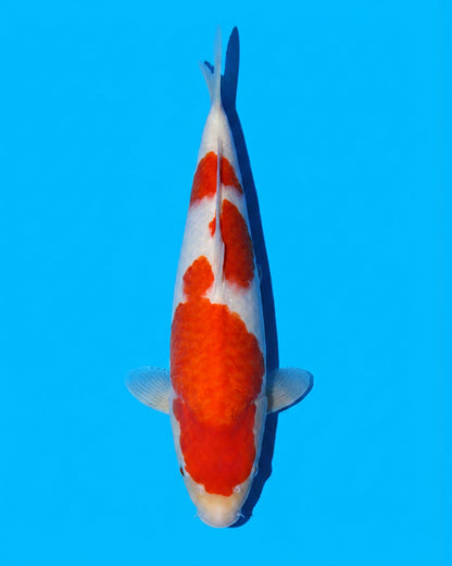 Kohaku