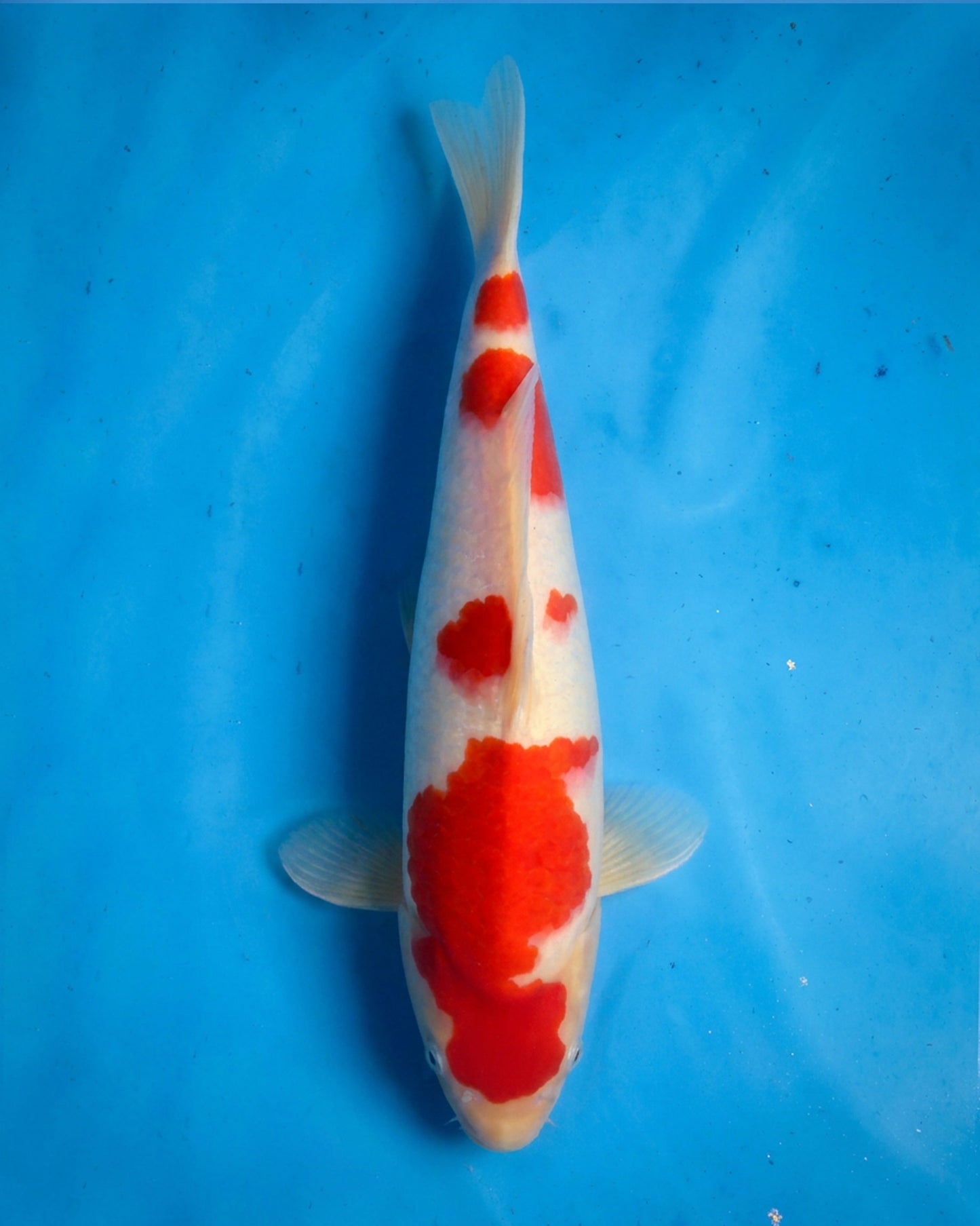 Kohaku