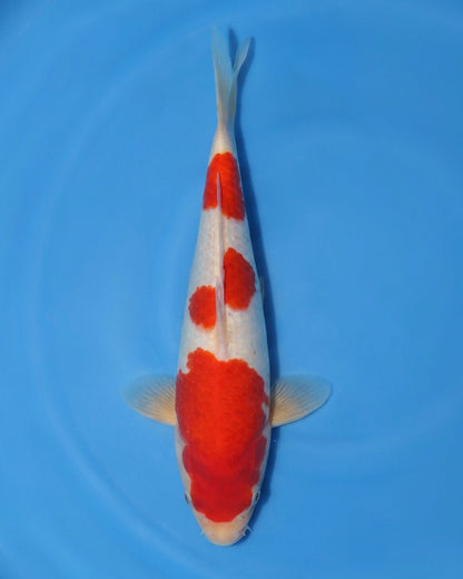 Kohaku