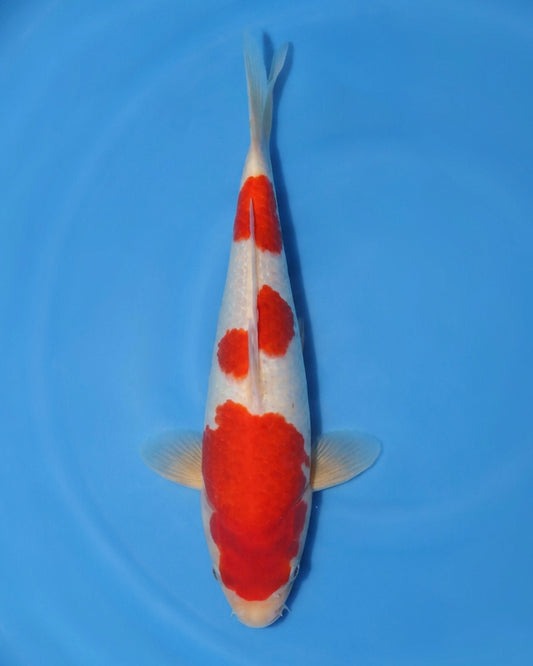 Kohaku