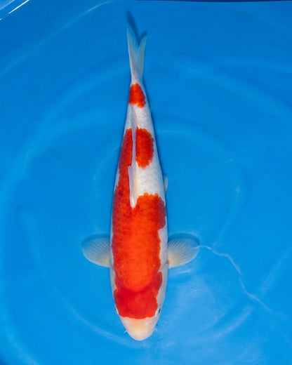 Kohaku