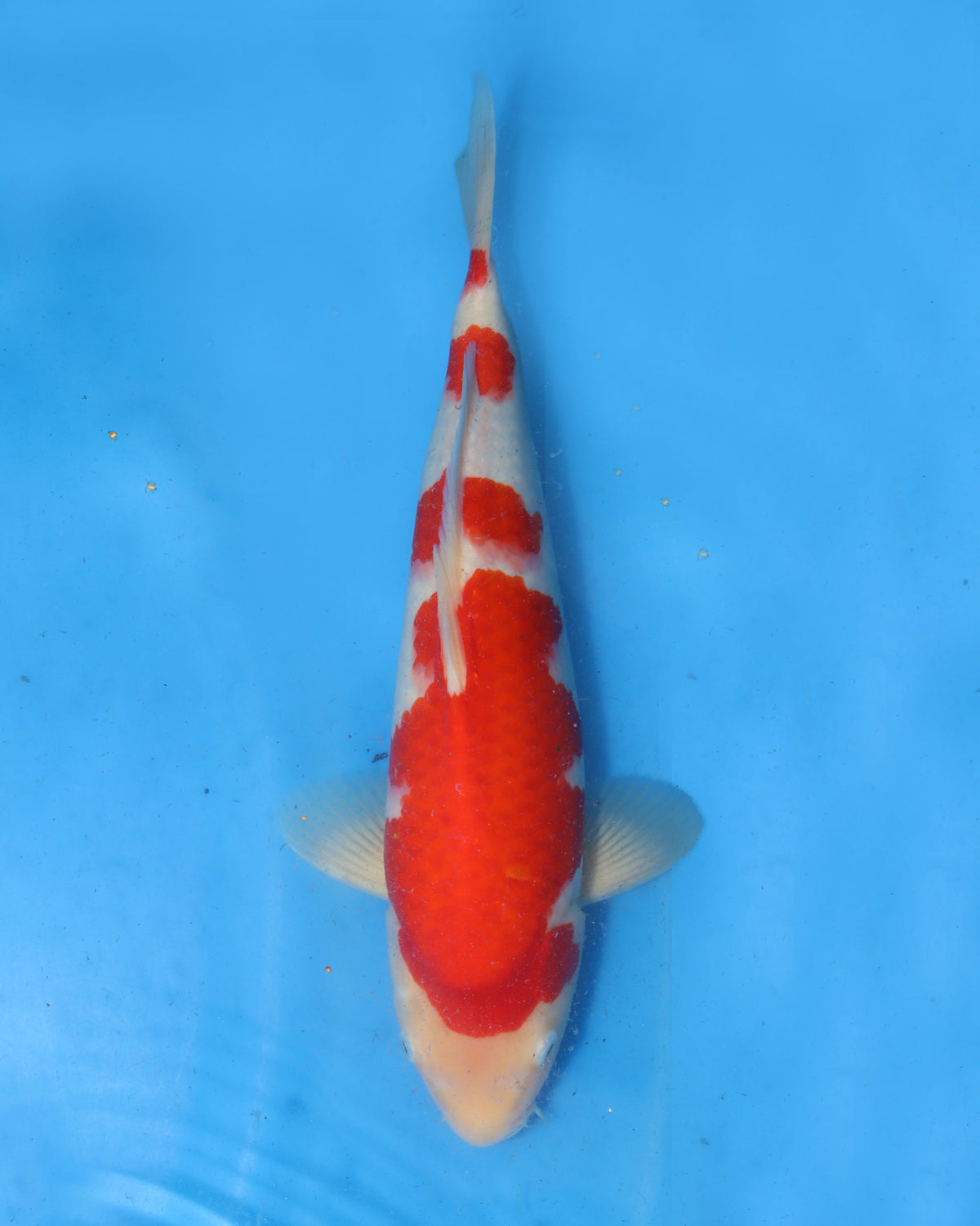 Kohaku