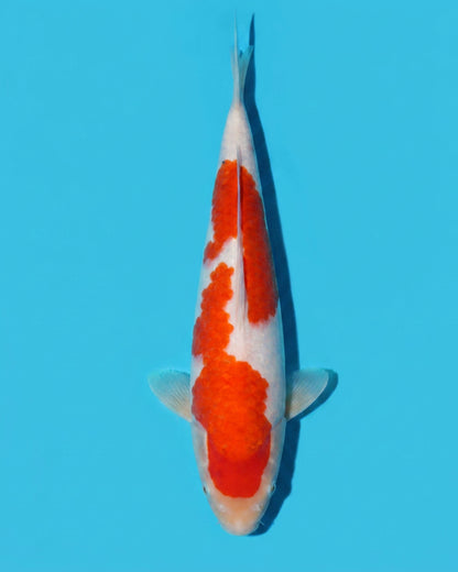 Kohaku