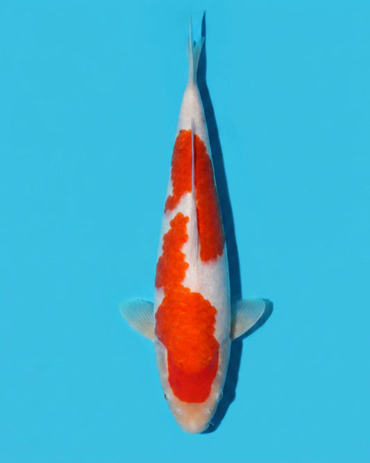 Kohaku