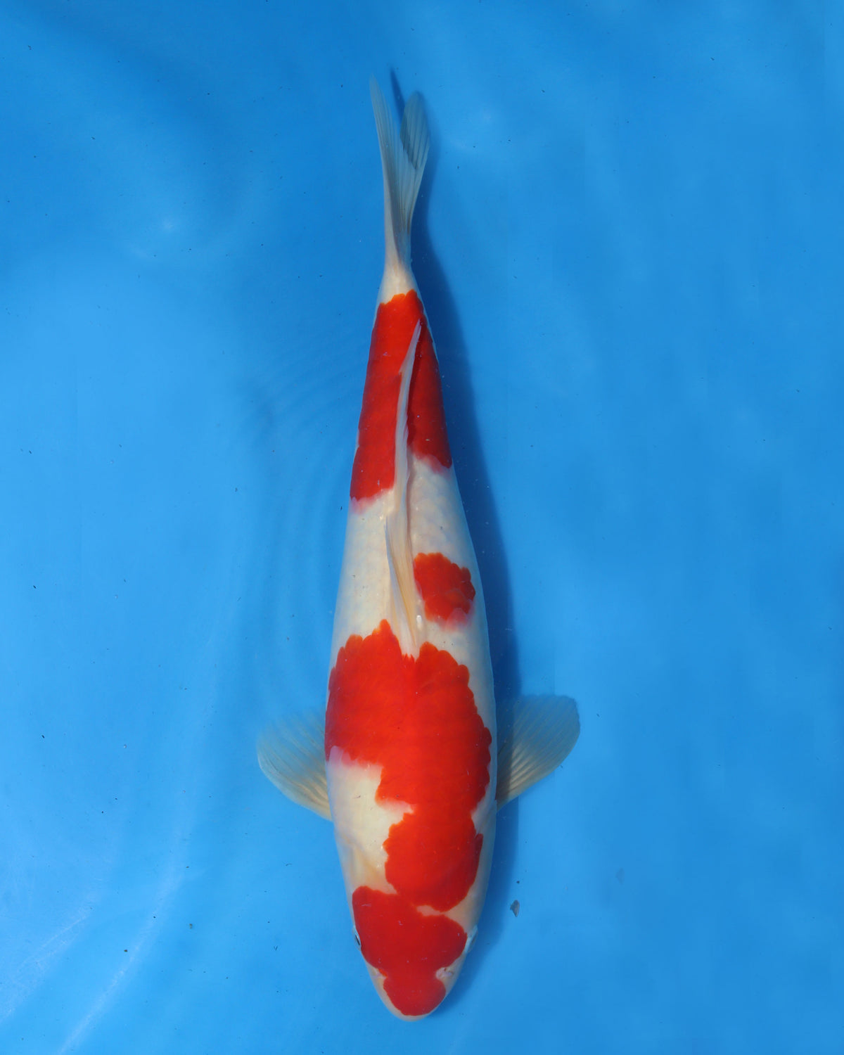 Kohaku