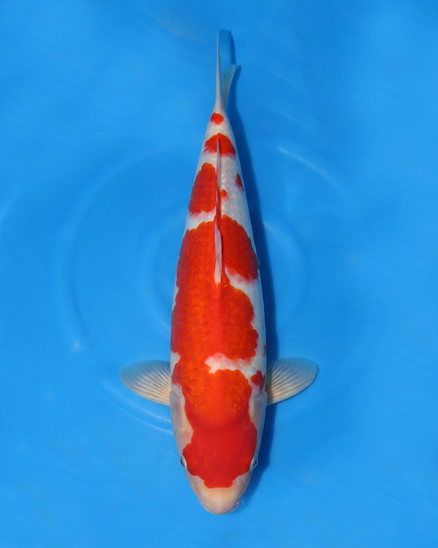 Kohaku