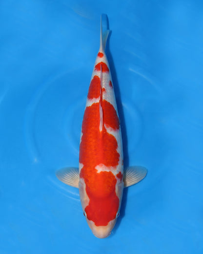 Kohaku