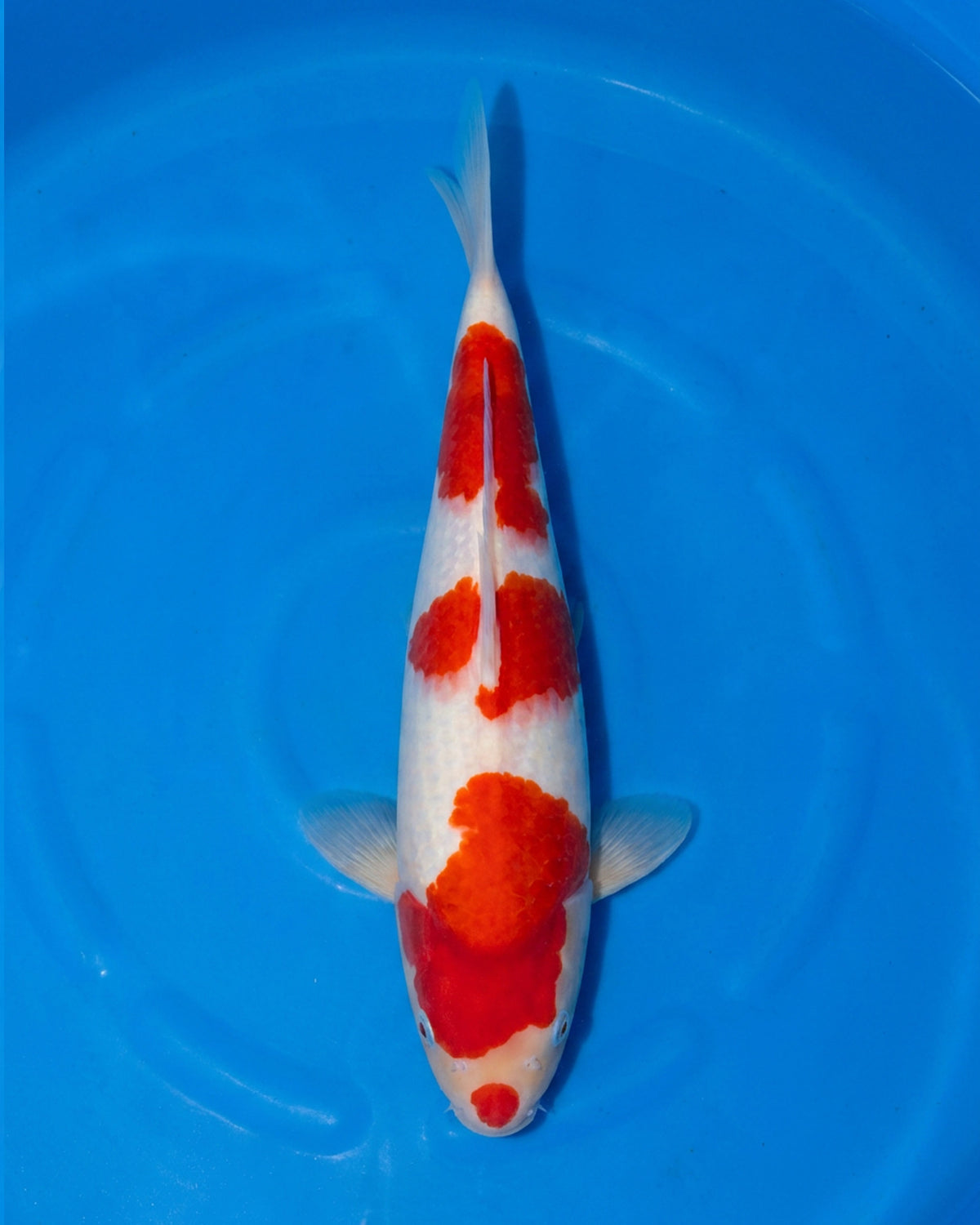 Kohaku