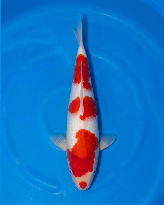 Kohaku