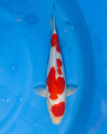 Kohaku