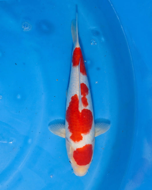 Kohaku