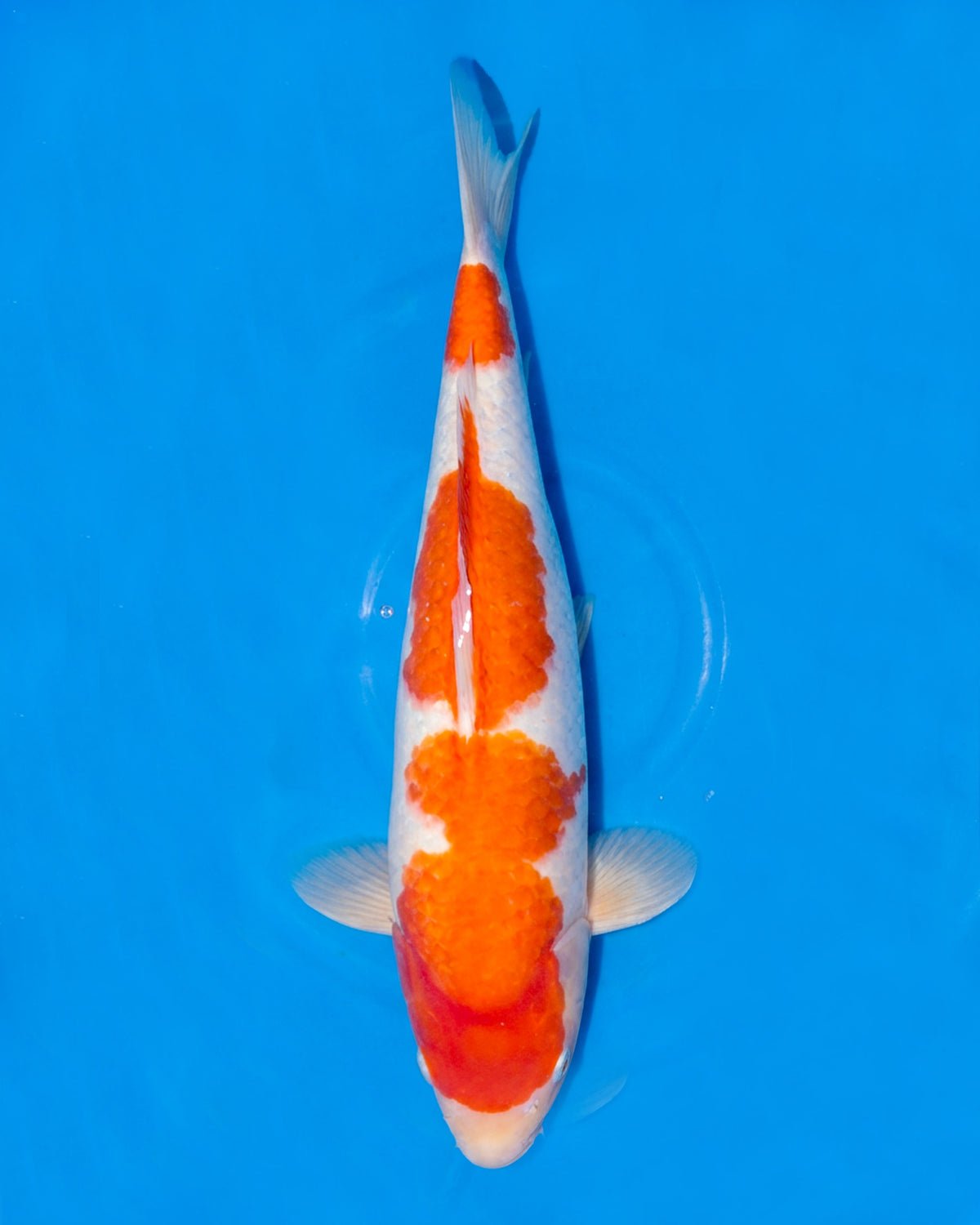 Kohaku