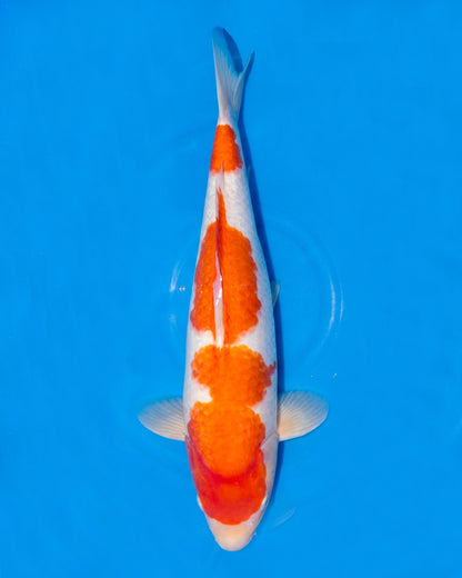 Kohaku