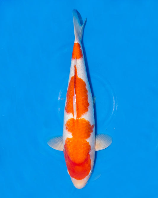 Kohaku