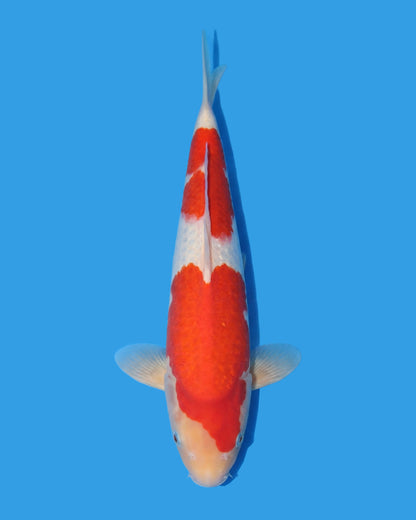 Kohaku