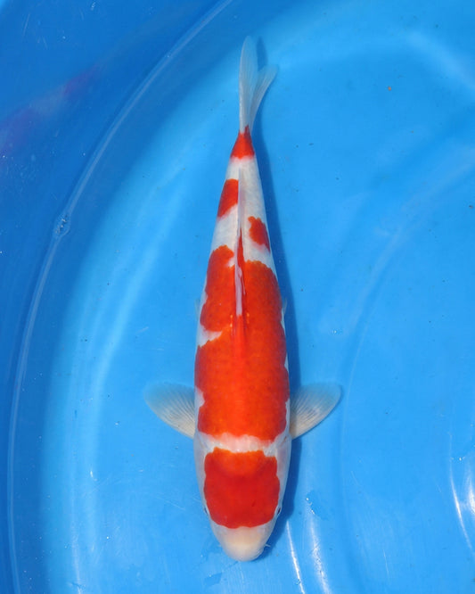 Kohaku