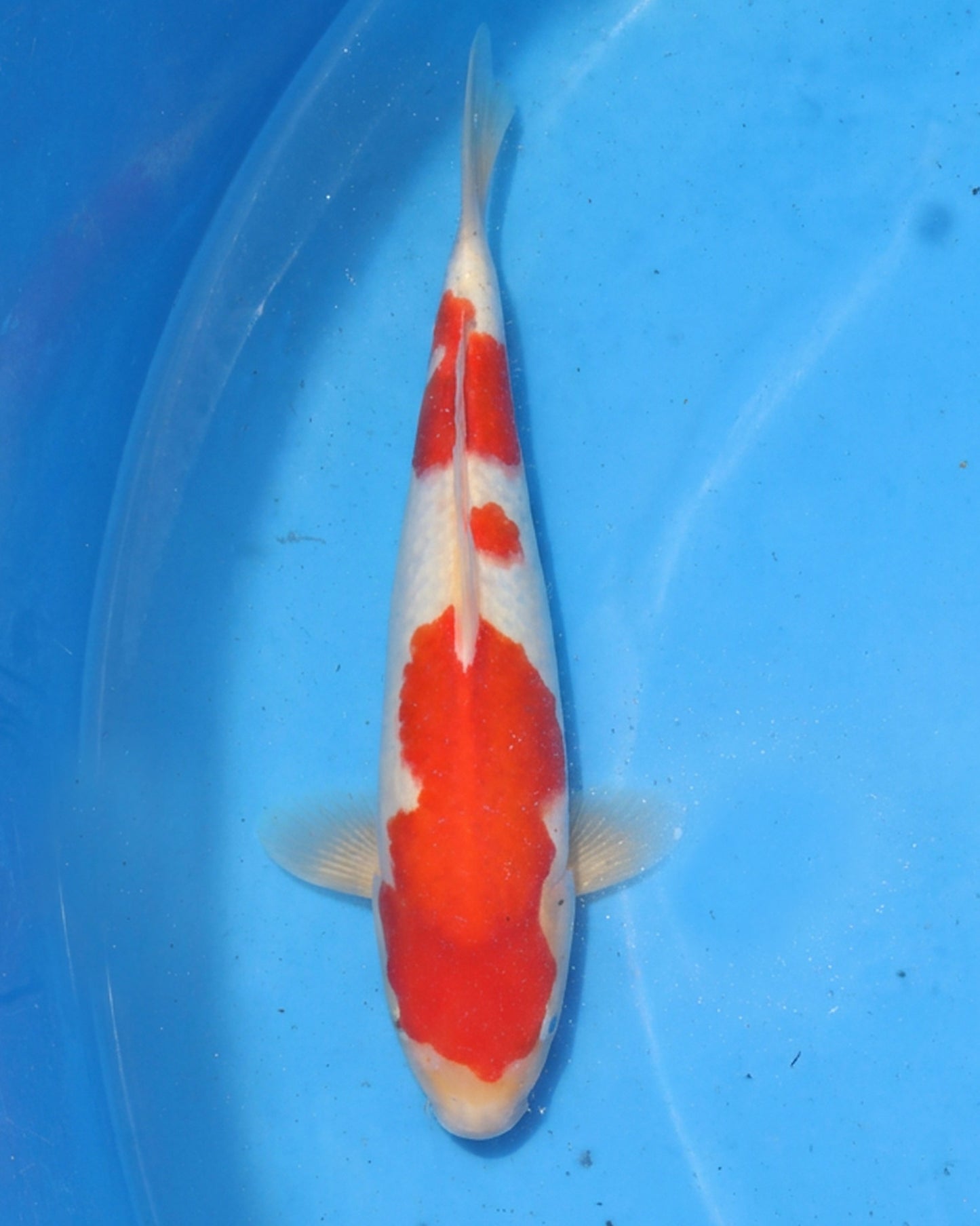 Kohaku