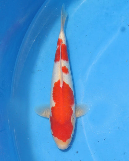 Kohaku