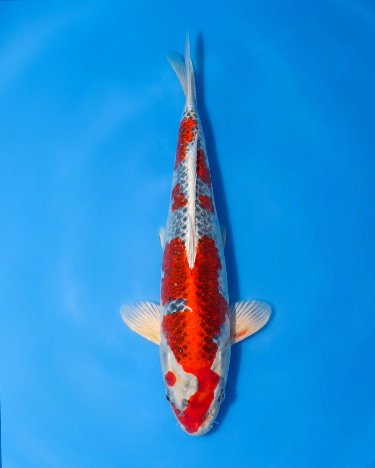 Kujaku