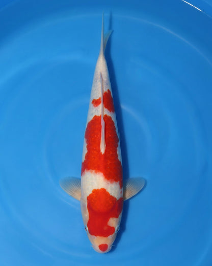 Kohaku