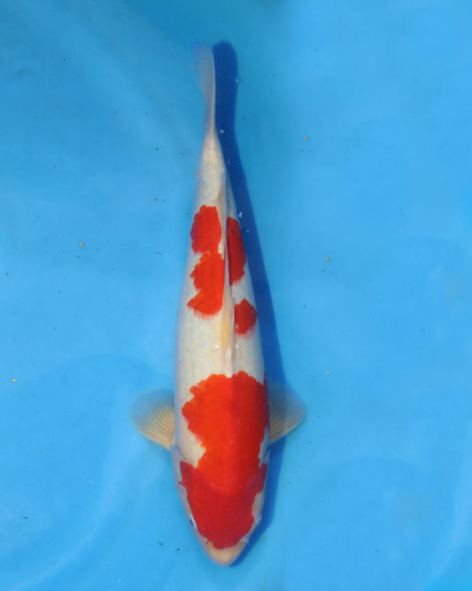 Kohaku