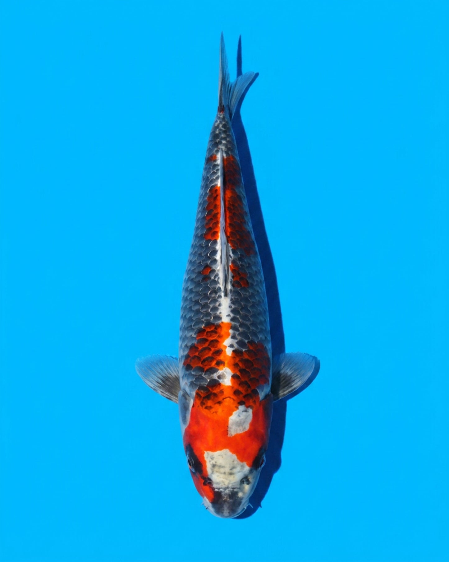 Kujaku