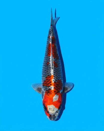 Kujaku