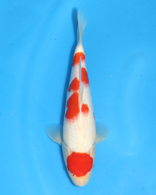 Kohaku