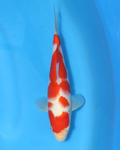 kohaku