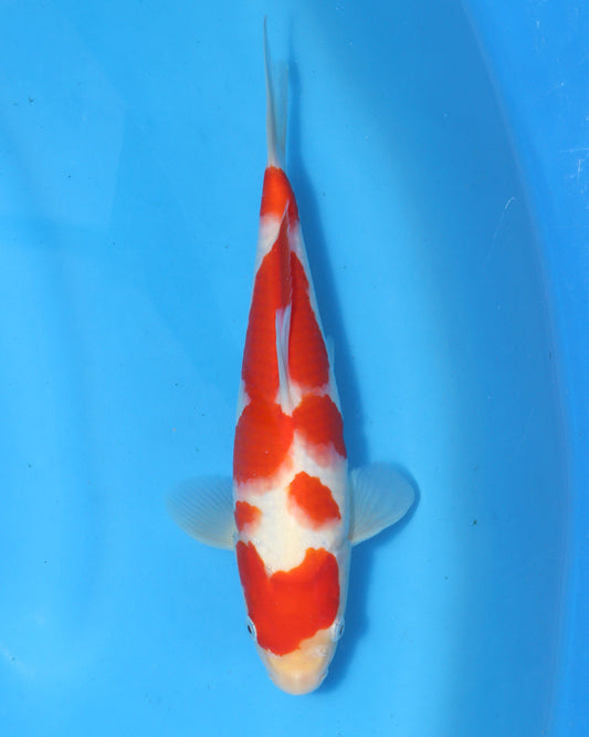 kohaku