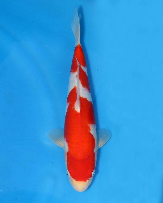 Kohaku