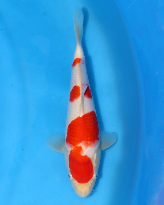 Kohaku
