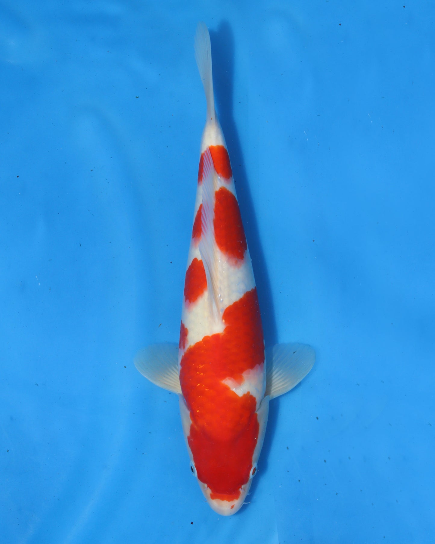 Kohaku