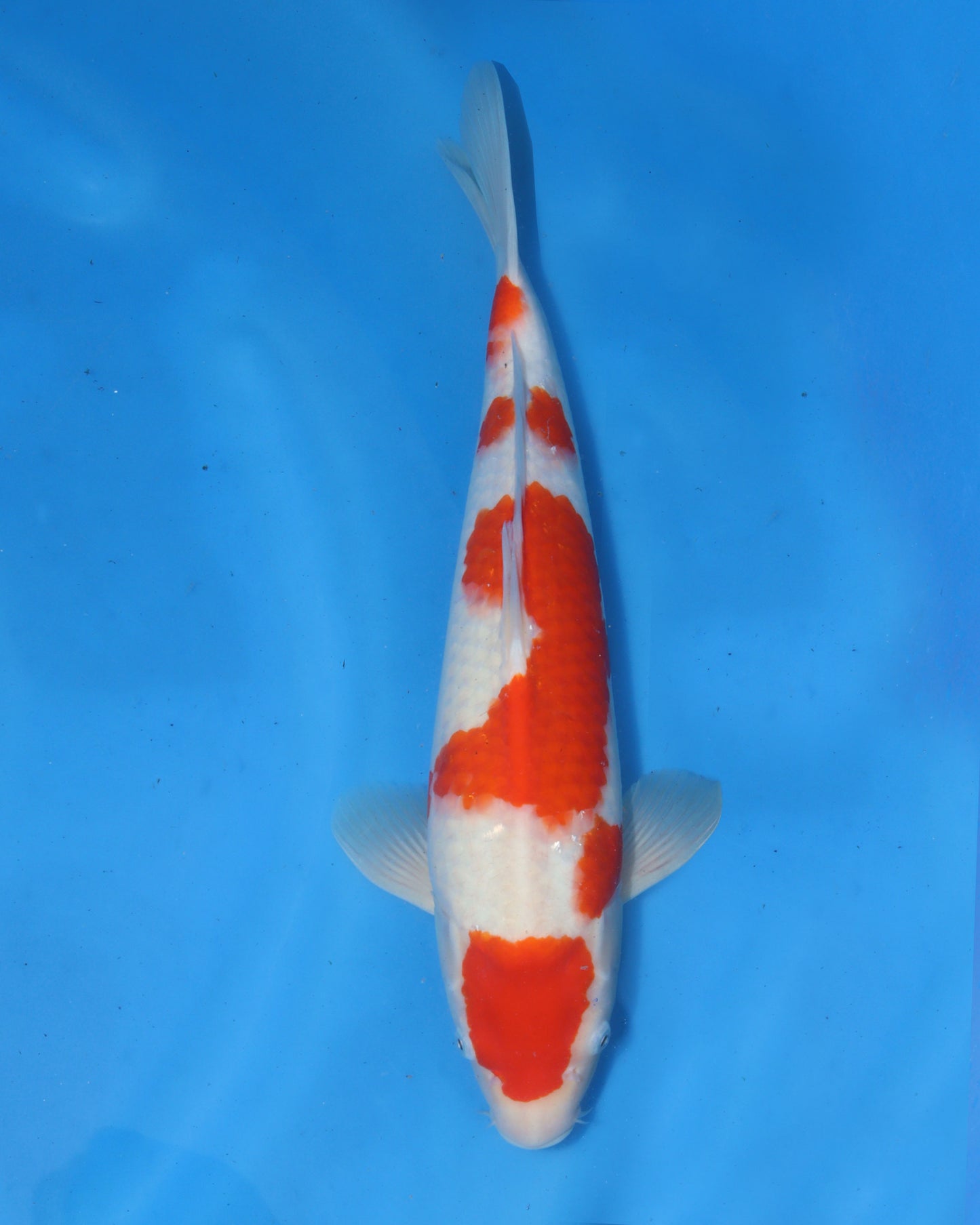 Kohaku