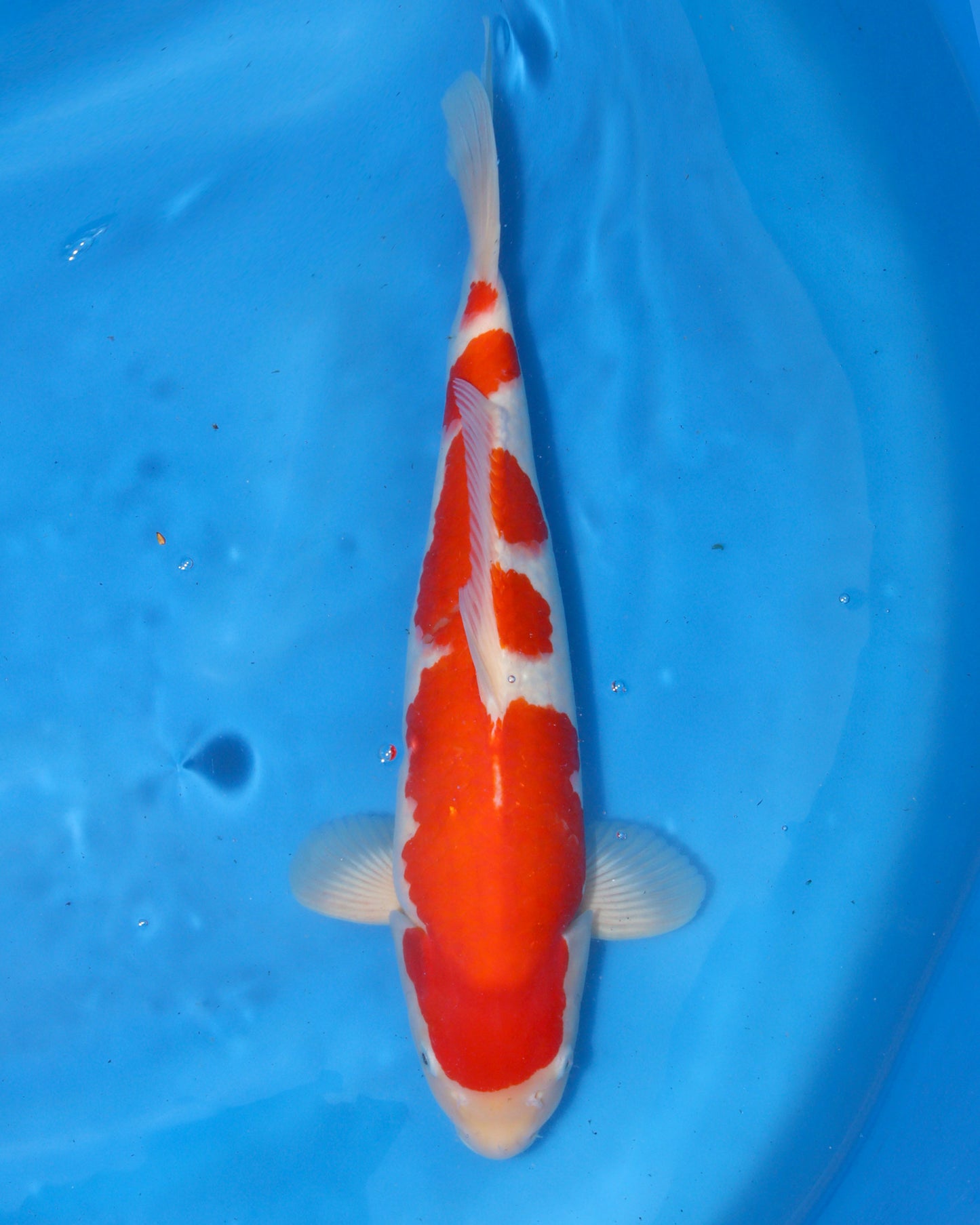 Kohaku